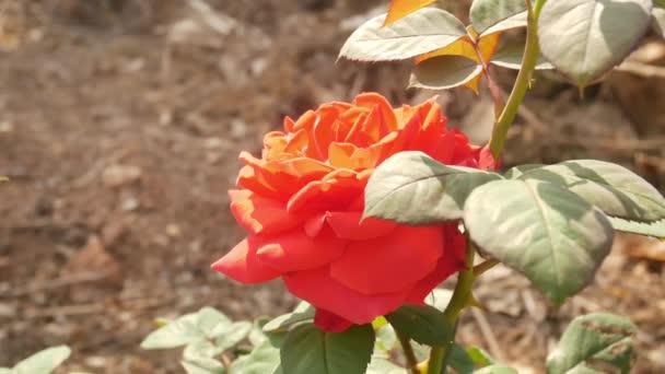 Rosenblüten Der Natur Valentinstag Konzept — Stockvideo