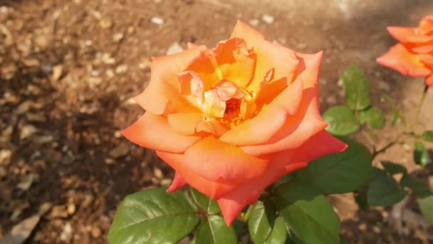 Róża Kwiaty Naturze Walentynki Koncepcja — Wideo stockowe