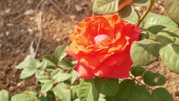 Rosenblüten Der Natur Valentinstag Konzept — Stockvideo