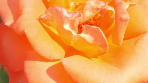 Flores Rosa Natureza Conceito Dia Dos Namorados — Vídeo de Stock