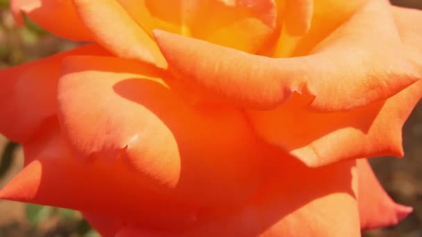 自然の中でバラの花バレンタインデーのコンセプト — ストック動画