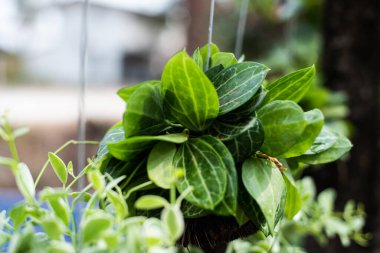 Doğada tropikal bitkilerin yeşil yaprakları.