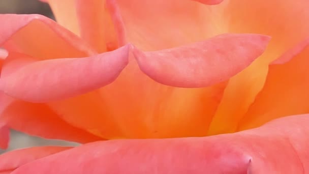 Fleurs Roses Dans Nature — Video