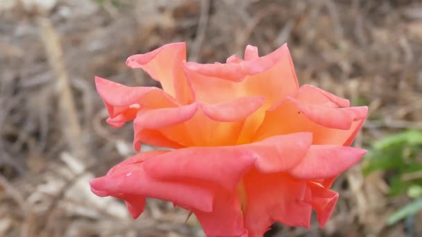 Flores Rosas Naturaleza — Vídeo de stock