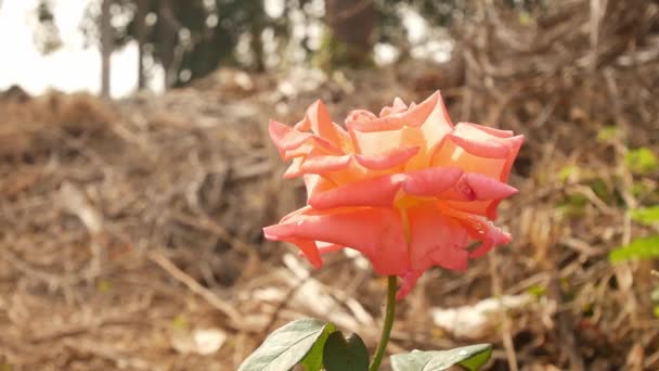 Rosenblüten Der Natur — Stockvideo