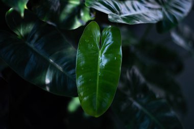 Doğada tropikal bitkilerin yeşil yaprakları. bitkiler koyu tonda.