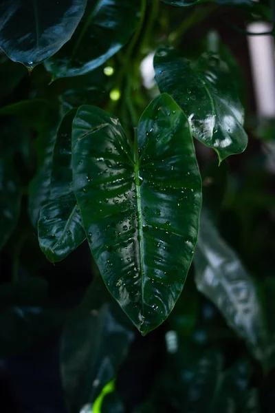 식물의 잎입니다 어두운 색조의 식물들 — 스톡 사진