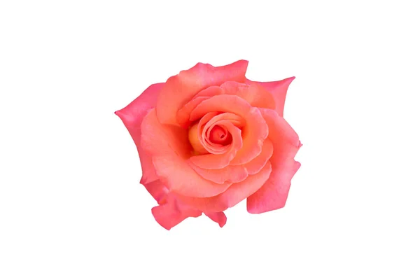 Close Fiori Rosa Sfondo Bianco — Foto Stock
