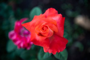 Bahçedeki gül çiçeklerini ve sevgililer günü konseptini kapat..