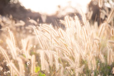 Bulanık kuru çimen doğa arka planı.