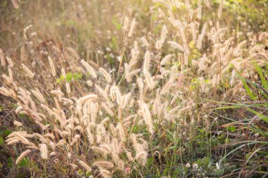 Bulanık kuru çimen doğa arka planı.