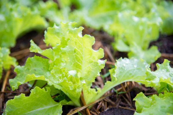 Green fresh lettuce in farm land.