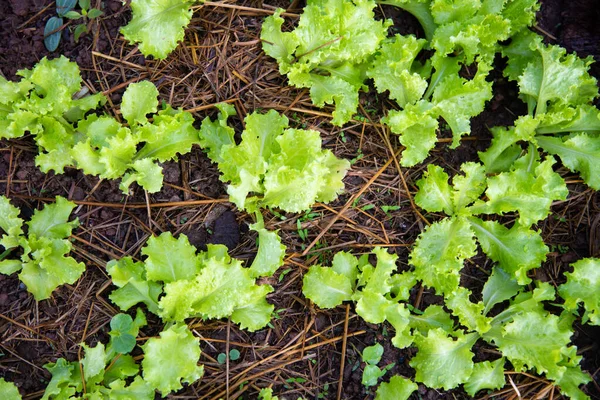 Grön Färsk Sallad Jordbruksmark — Stockfoto