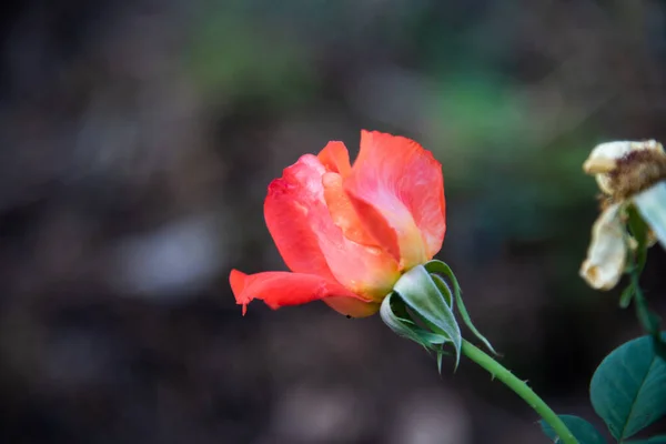 Zbliżenie Kwiaty Róży Miłości Ogród Walentynki Koncepcji — Zdjęcie stockowe