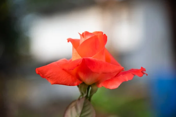 在花园的爱情和情人节的观念中紧闭玫瑰的花朵 — 图库照片