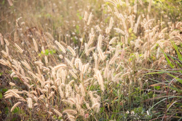 Bulanık kuru çimen doğa arka planı.