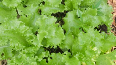 yeşil bitkiler marihuana ve marul doğada.