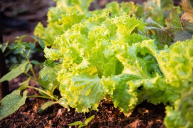 Tarlada taze yeşil marul. Tarımsal kavram..