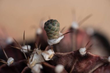 Bulanık arka planda kaktüs jimnastik salonunu kapat.