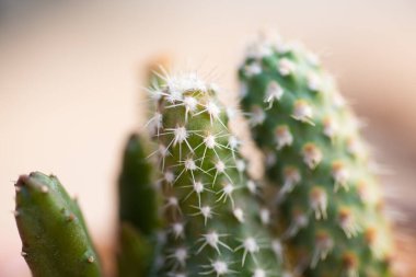 Doğadaki küçük bitkileri kapatın..