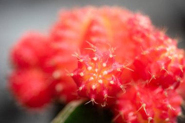 Cactus gymnocalycium 'u makro mercekle kapat.