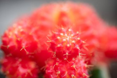 Cactus gymnocalycium 'u makro mercekle kapat.
