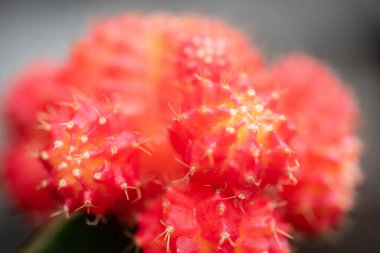 Cactus gymnocalycium 'u makro mercekle kapat.