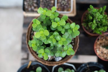 Doğadaki yeşil bitkileri kapatın..