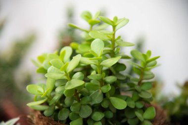 Doğada bulanık yeşil bitkiler.