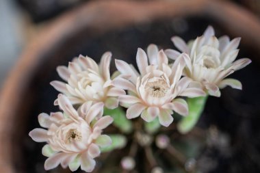 Çiçeklerin açtığı kaktüsü kapat..