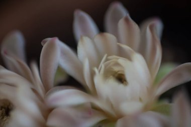 Çiçeklerin açtığı kaktüsü kapat..