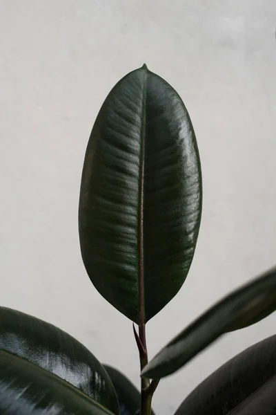 Cerrar Plantas Caucho Verde Sobre Fondo Oscuro — Foto de Stock