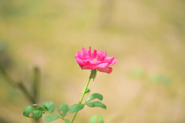 关闭植物上的玫瑰花朵 — 图库照片