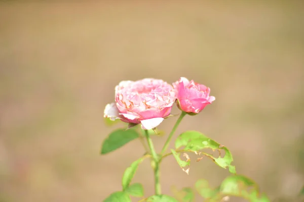 Κοντινό Πλάνο Τριαντάφυλλο Λουλούδια Στα Φυτά — Φωτογραφία Αρχείου