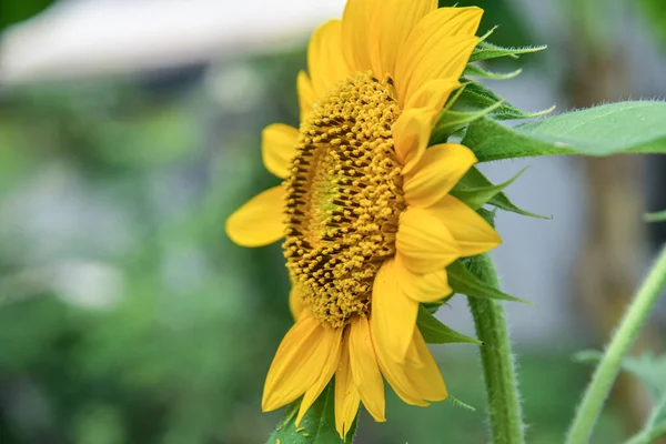 Close Sunflowers Blur Background Nature — Stock Photo, Image