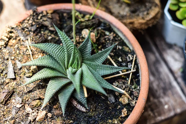 Haworthia Limifolia Marloth Variegata Cactus — Photo