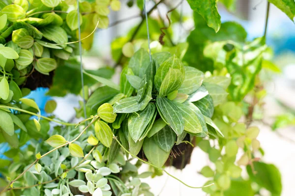 Group Green Hanging Plants in nature.