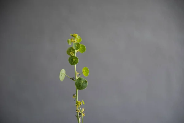 Verde Stephania Plantas Erectas Sobre Fondo Gris — Foto de Stock