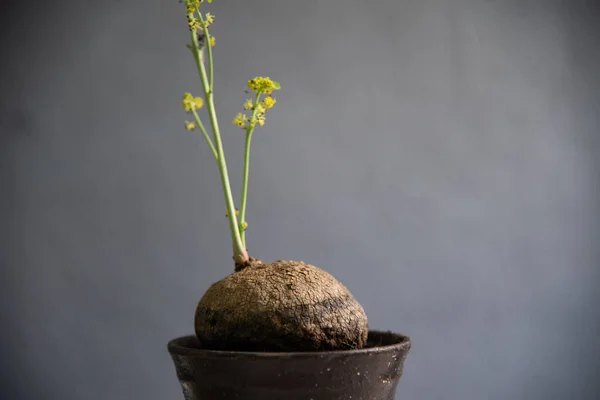 Verde Stephania Plantas Erectas Sobre Fondo Gris — Foto de Stock