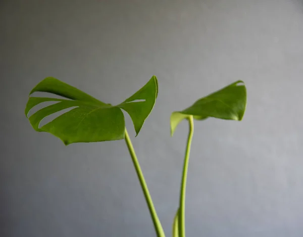 Зеленые Гигантские Растения Монстера Сером Фоне — стоковое фото