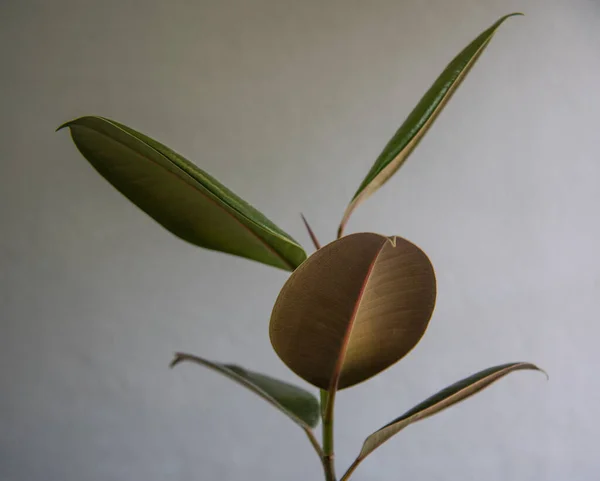 Plantas Caucho Verde Sobre Fondo Gris — Foto de Stock