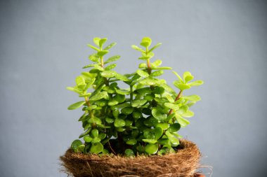Kahverengi kapta yeşil bitkiler portulacaria afra.