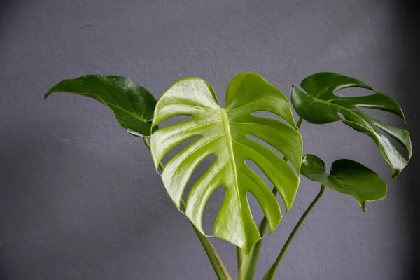 Green leaf monstera giant on gray background.