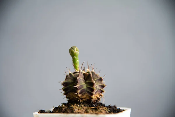 Bloemen Van Caccus Gimno Grijze Achtergrond — Stockfoto