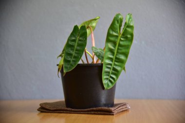 Gri duvarda sevimli iç bitkiler.