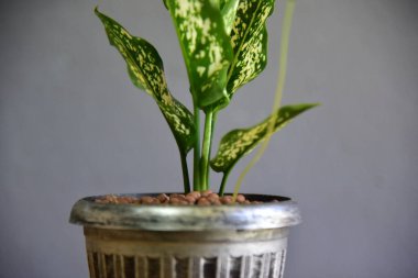 Gri duvarda sevimli iç bitkiler.