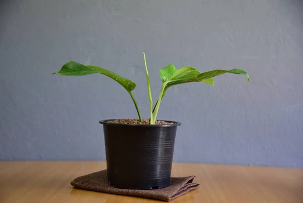 Lindas Plantas Interior Pared Gris — Foto de Stock