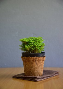 Gri duvarda sevimli iç bitkiler.