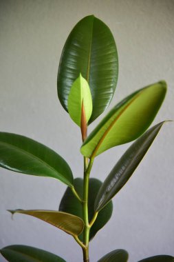 Gri duvarda sevimli iç bitkiler.