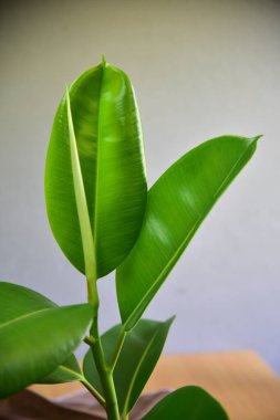 Gri duvarda sevimli iç bitkiler.